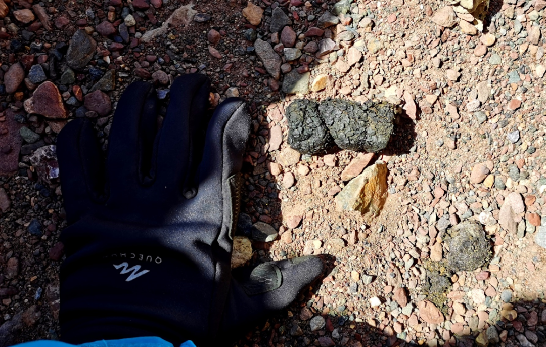 雪豹的粪便这部分粪便是熊的,我一直觉得熊粪和人粪形状大小来说都很