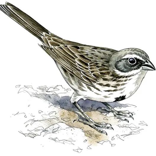 什么可什么雀成语_成语故事简笔画