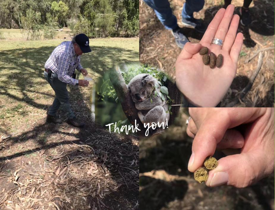 这个是掰开的考拉屎,我们会闻一闻看看有什么异味,因为健康考拉的屎是
