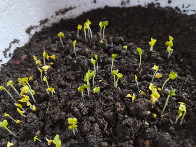 发芽速度快,种植过程简单,像上海青,小白菜,小油菜,都是可以在秋冬季