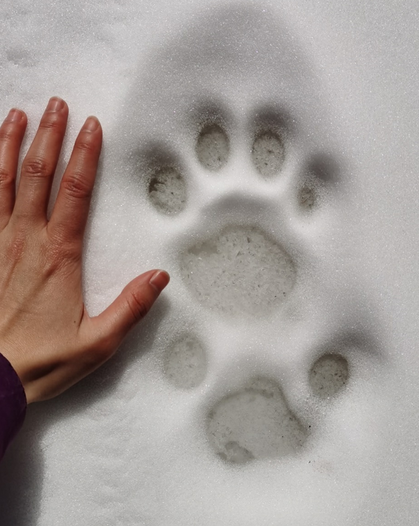 雪豹爪印除了脚印和粪便之外还有哪些痕迹可以帮助我们确定雪豹活动呢