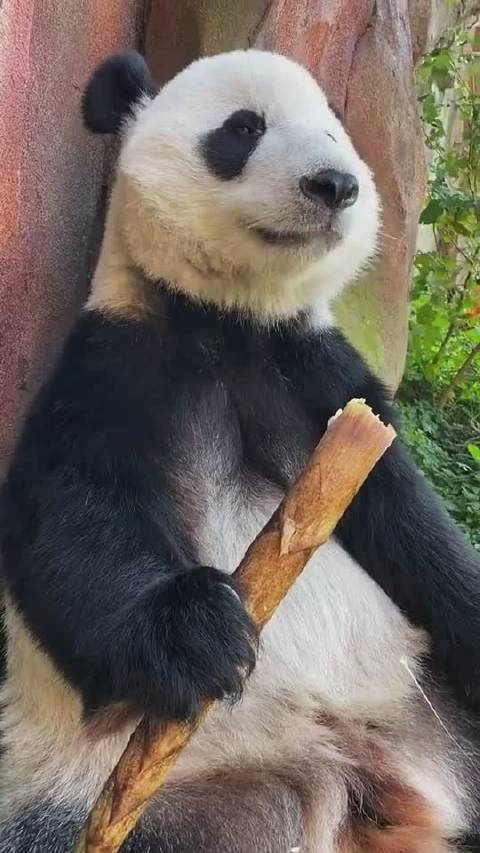 熊猫宝宝今天又吃新鲜竹笋了这皮剥的利索啊