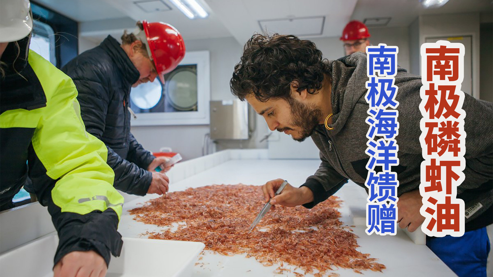 挪威渔船远赴南极捕捞活磷虾成吨压制萃取纯净虾油