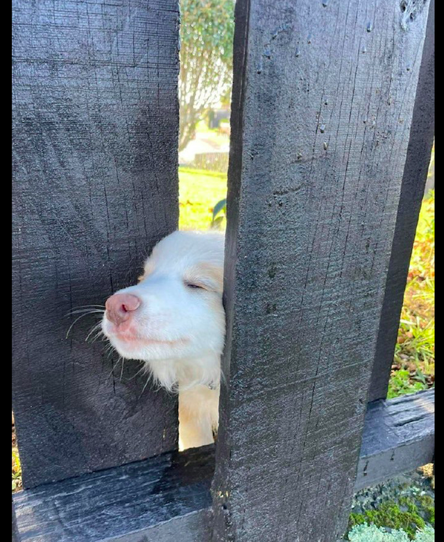 网友在院子里工作,邻居家的狗狗伸头过来看,狗头被卡住了吗?|狗狗|邻