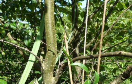 秤星树长枝纤细,老枝褐紫色,无毛,枝条上有很多的自然褶皱痕迹,形如秤