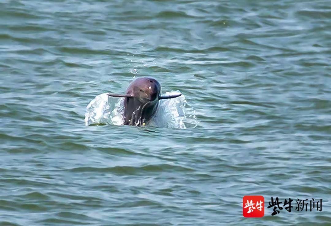 视频丨"微笑天使"来啦!多头江豚频现长江南京段