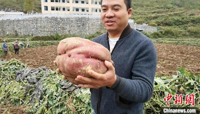 图为农民收获的红薯。鲁毅 摄