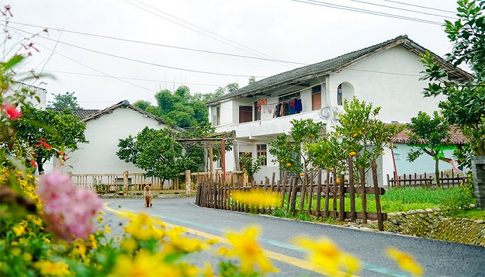 红旗村位于金堂县官仓镇,处场镇以东距县城7公里,幅员面积7.