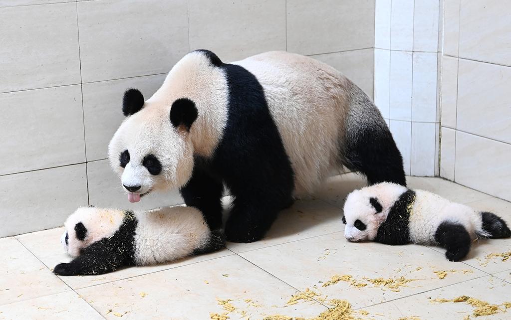 四川阿坝大熊猫水秀和它的宝宝一家亲