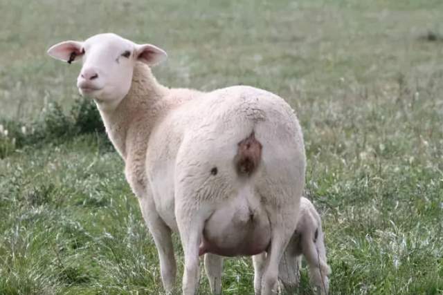 母羊没奶怎样催乳最有效给母羊吃什么可以催奶