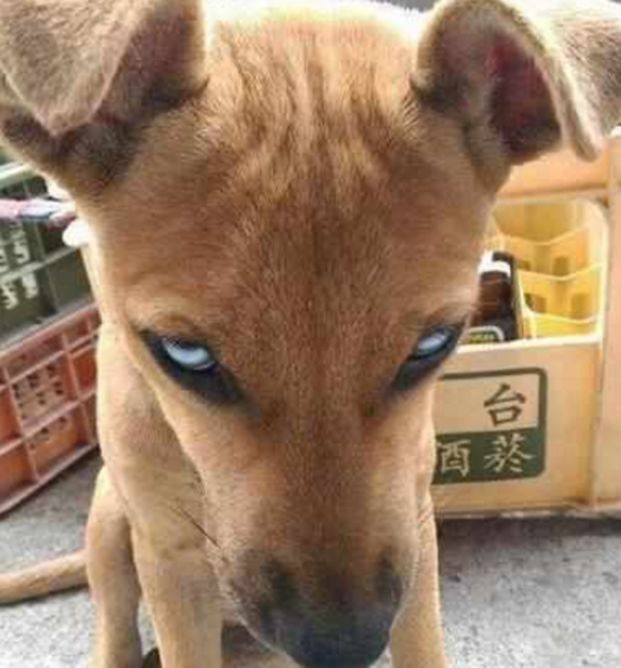 流浪狗|白眼|男友_新浪新闻