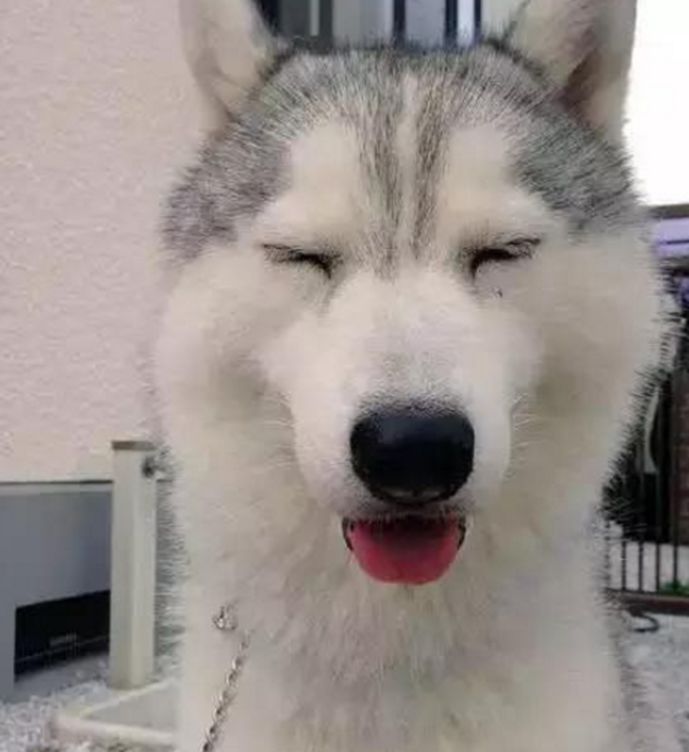 调皮二哈做鬼脸吸引主人注意还花式卖萌讨吃的主人表示很无奈