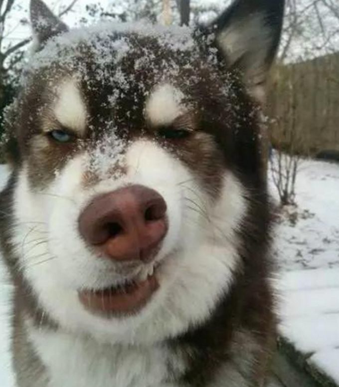 调皮二哈做鬼脸吸引主人注意还花式卖萌讨吃的主人表示很无奈