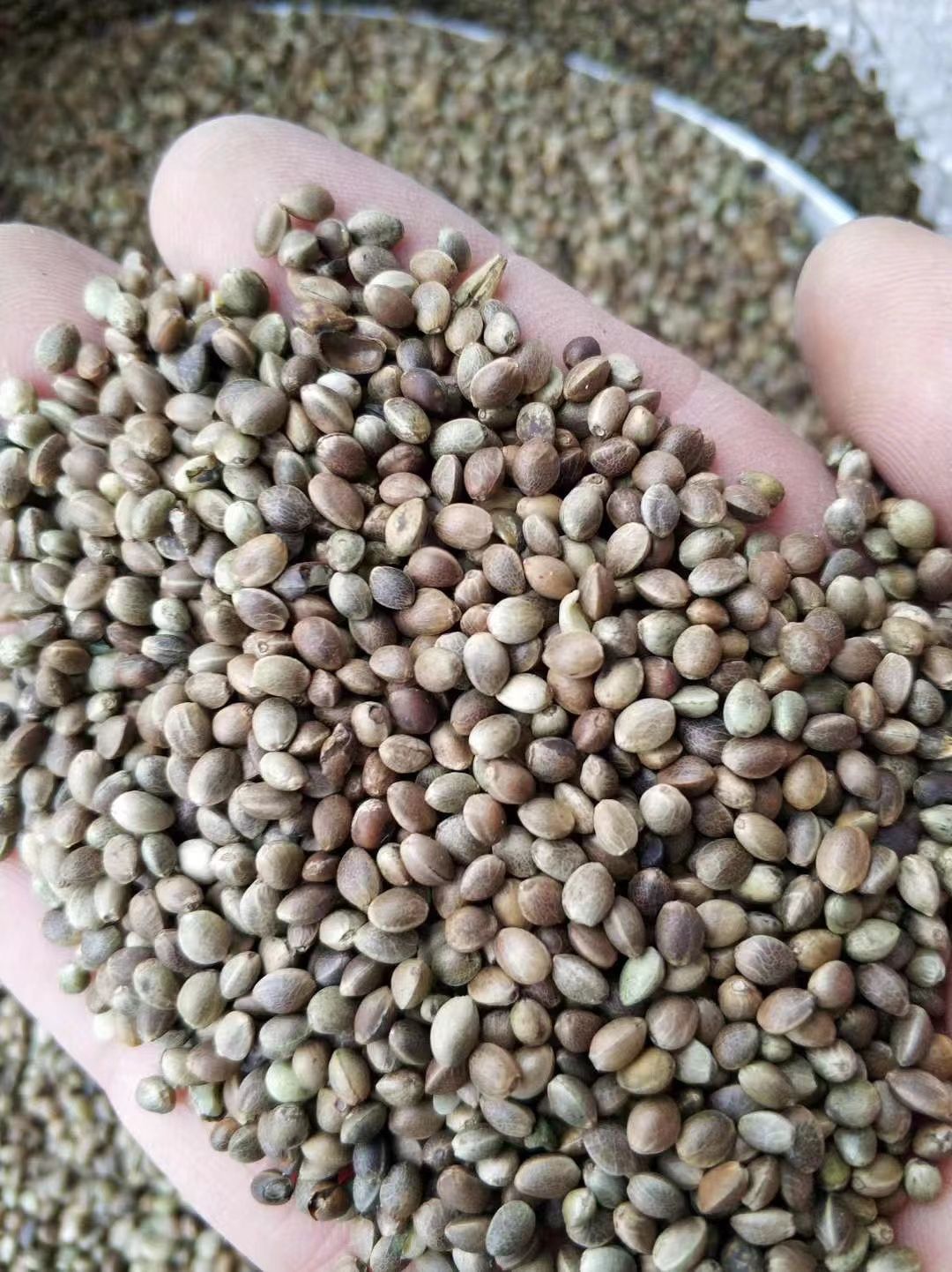 因售火麻种子被判刑江苏男子获国赔16万