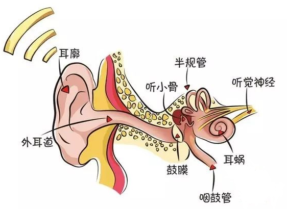 人体系统也内卷嗅觉系统为了你简直太拼了