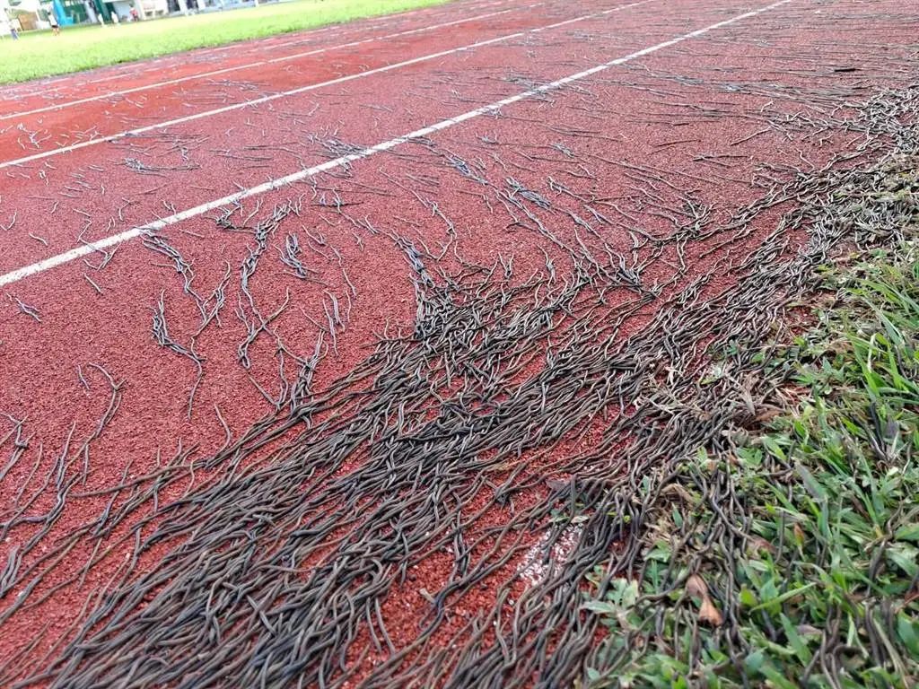 台东小学操场密密麻麻