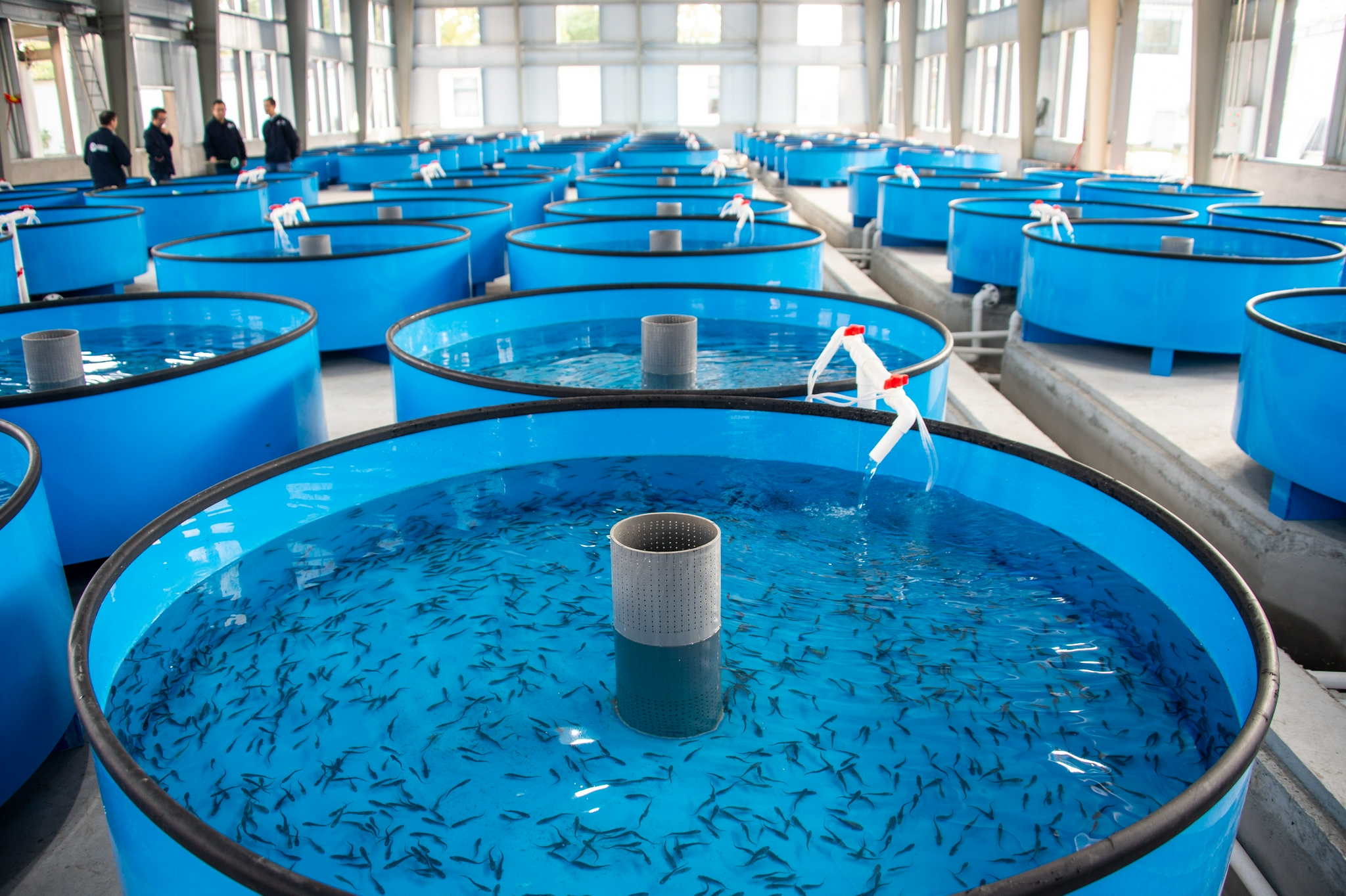 中华鲟全人工繁殖规模创新高|科研|新华社_新浪新闻