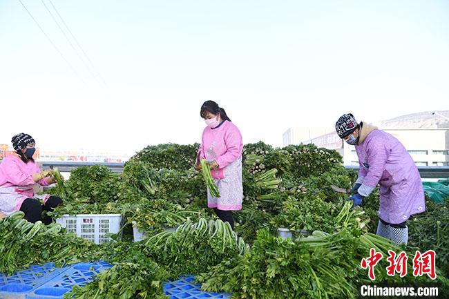 兰州国际高原夏菜副食品采购中心商户对蔬菜进行分拣。杨艳敏 摄