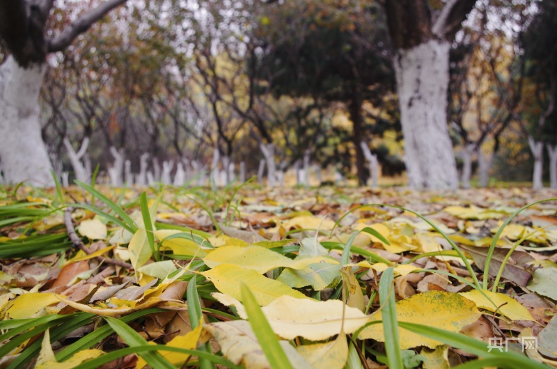 秋天的落叶,这般多姿多彩.(央广网记者 刘阳禾摄)