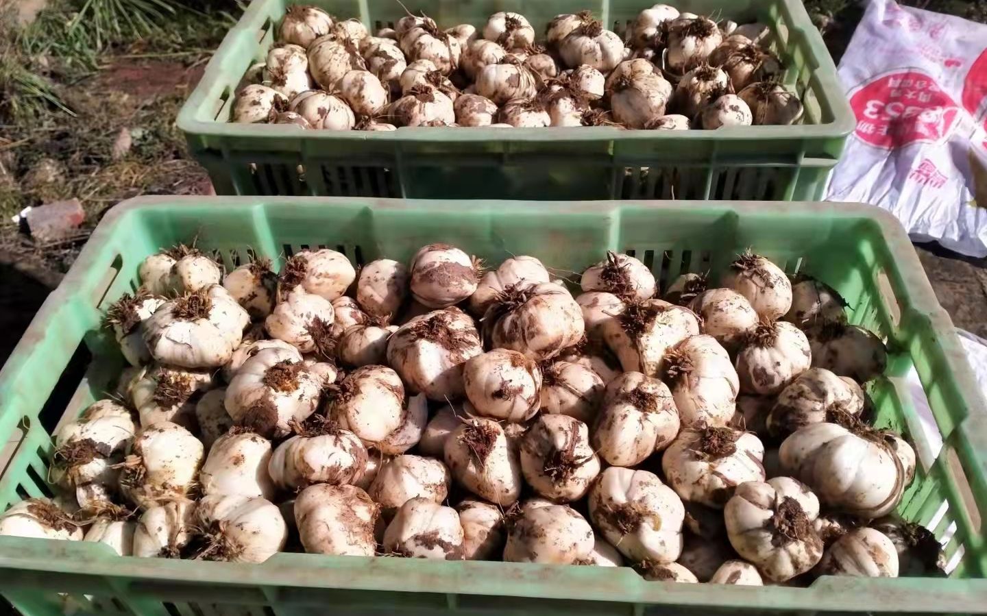 关于兰州百合生长年限的说法莫衷一是.