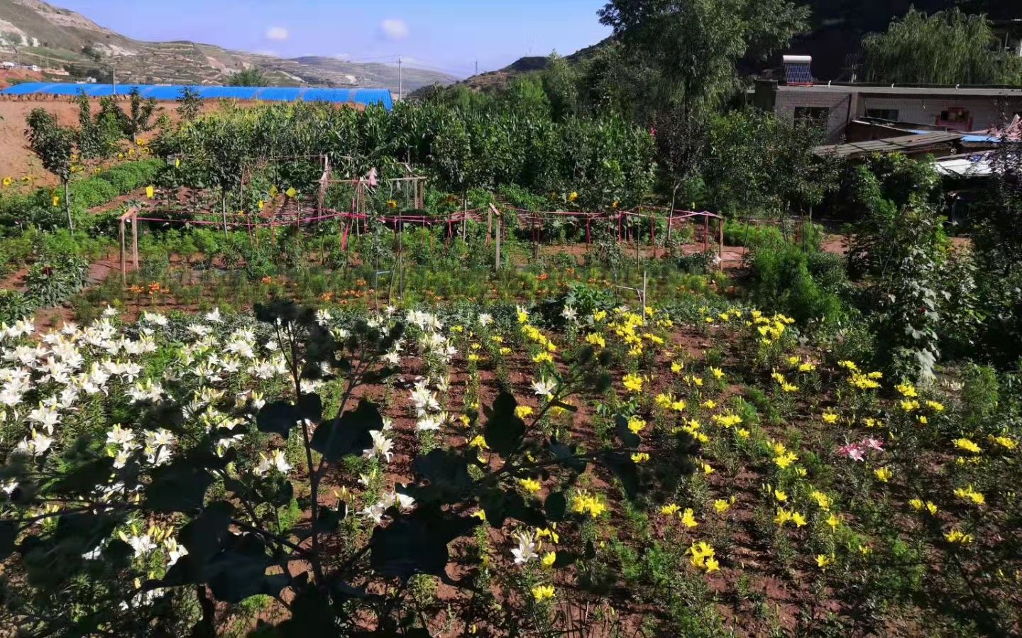 在兰州市七里河区西果园镇袁家湾村,该村有150多年的兰州百合种植历史