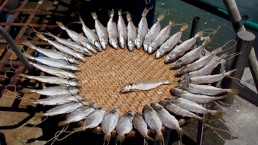 晒咸鱼 &nbsp; &nbsp;&nbsp