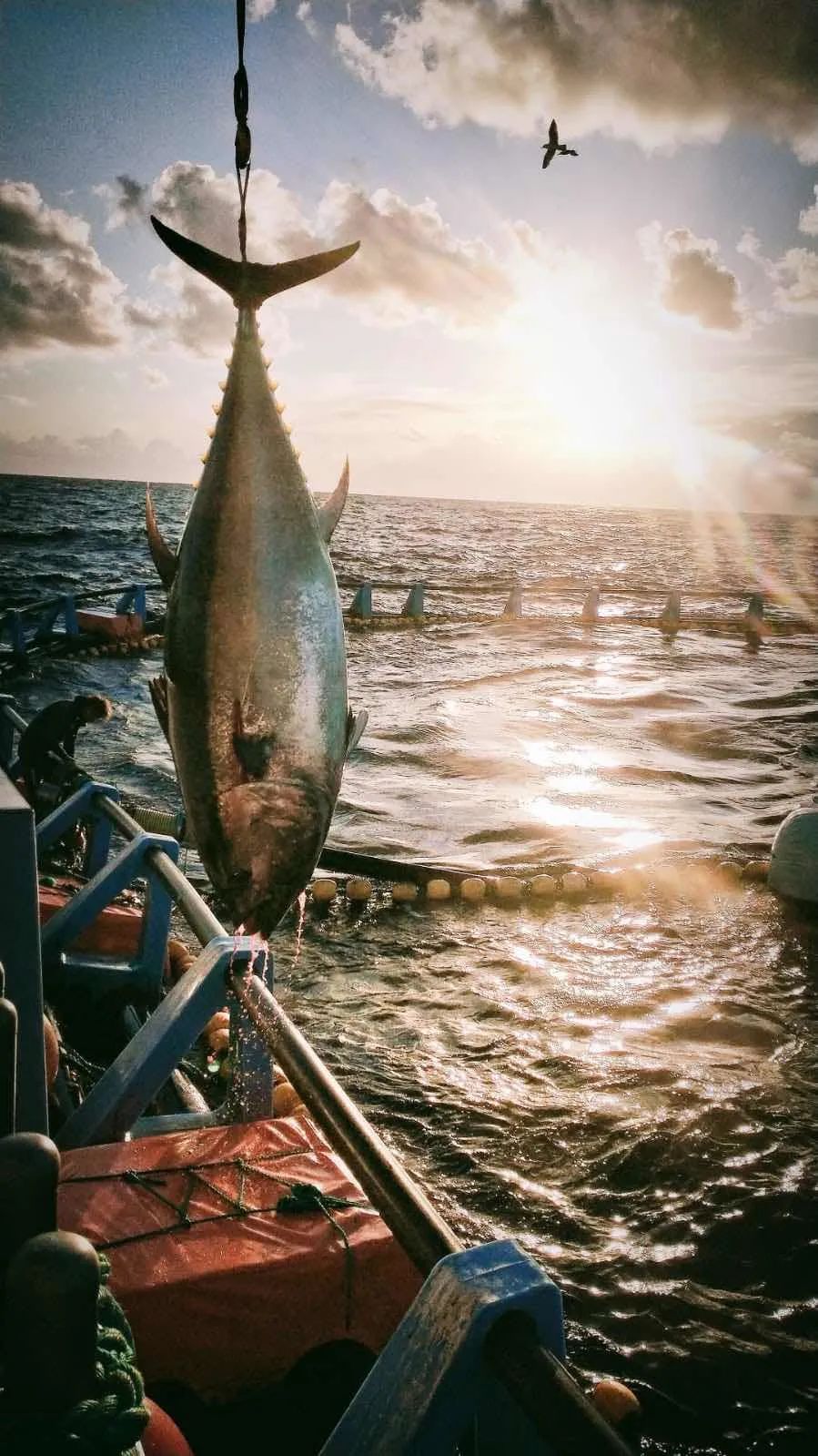 捕捞蓝鳍金枪鱼图片图片