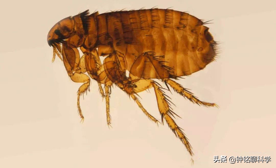 同人类共演化解开人类穿衣之谜的虱子现如今怎么消失了