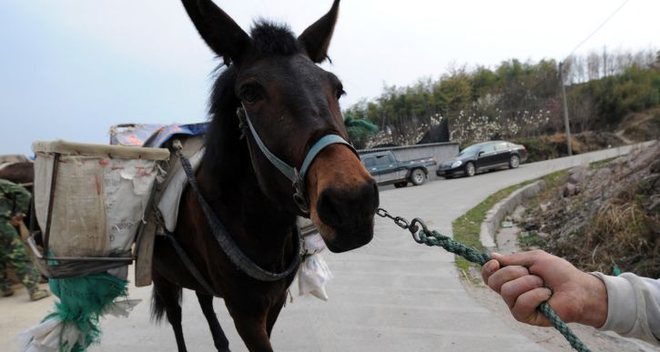 民间俗语“宁死不吃骡子肉”,为何不吃骡肉?难吃仅是原因之一休闲区蓝鸢梦想 - Www.slyday.coM 民间俗语“宁死不吃骡子肉”,为何不吃骡肉?难吃仅是原因之一休闲区蓝鸢梦想 - Www.slyday.coM