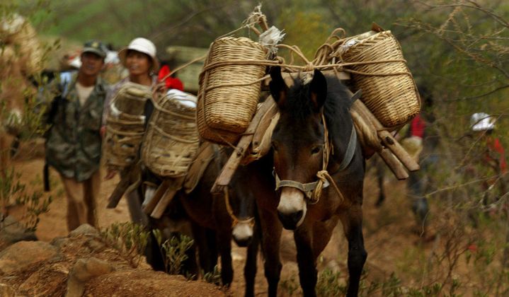 民间俗语“宁死不吃骡子肉”,为何不吃骡肉?难吃仅是原因之一休闲区蓝鸢梦想 - Www.slyday.coM 民间俗语“宁死不吃骡子肉”,为何不吃骡肉?难吃仅是原因之一休闲区蓝鸢梦想 - Www.slyday.coM