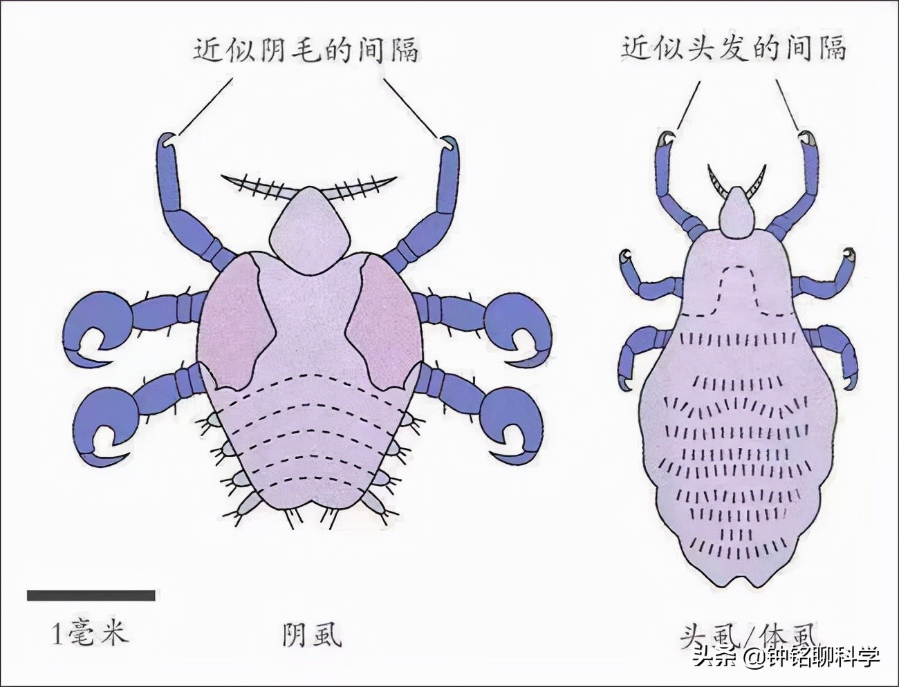 同人类共演化解开人类穿衣之谜的虱子现如今怎么消失了