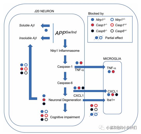 nlrp1炎性小体,caspase-1或caspase-6对ad 认知障碍的治疗潜力__财经