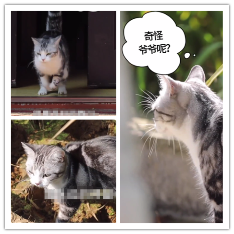 袁隆平的猫还在等他回家网友看后破防了