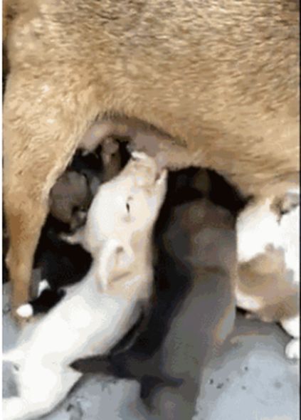 狗妈妈正给孩子喂奶，小猪崽却跑来抢奶吃，画面让人笑喷了！休闲区蓝鸢梦想 - Www.slyday.coM