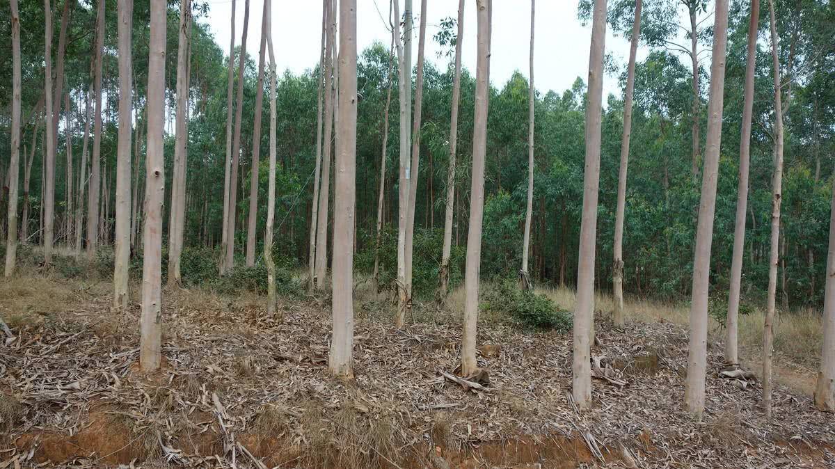 桉树有毒?被称为亡国树、断子绝孙树,为何广西还遍地种植桉树?|桉树|孙树|树种_新浪新闻