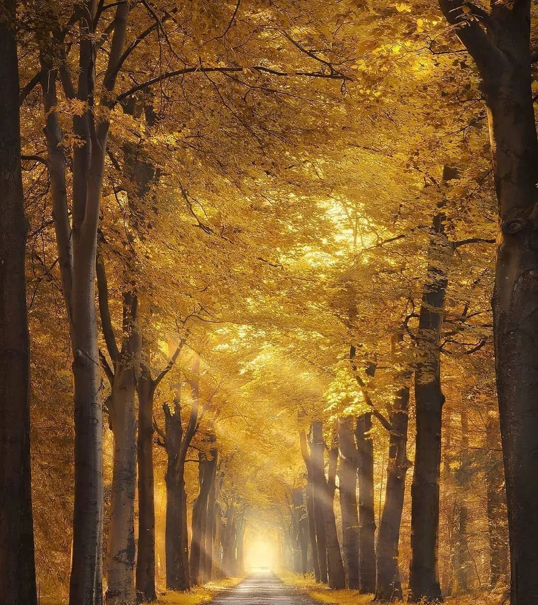 秋天的林荫路|滋贺县|北莱茵|威斯特法伦_新浪新闻