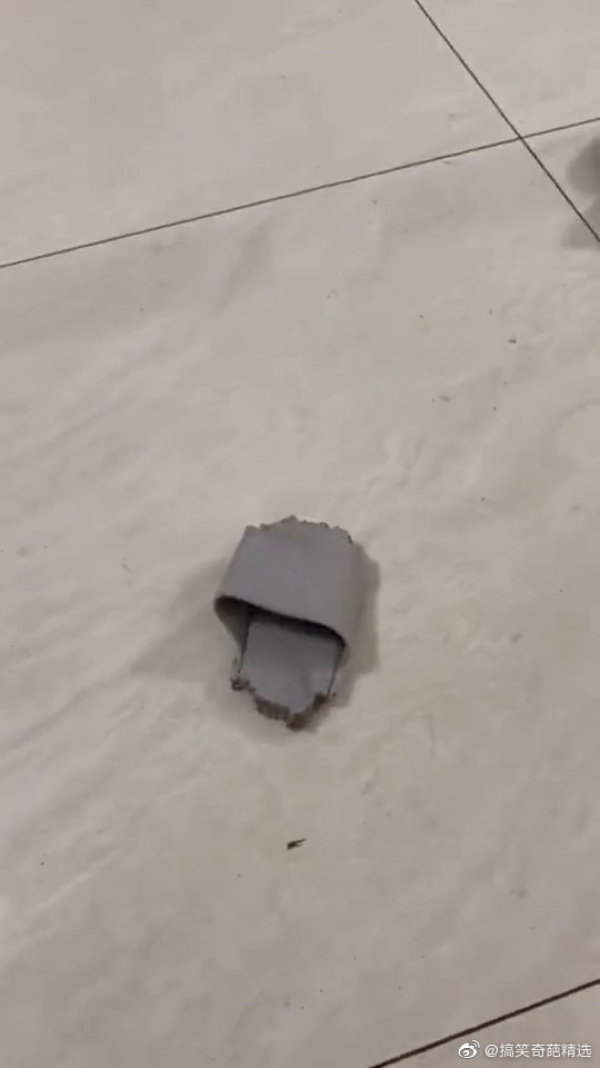 面对一摊被咬坏的拖鞋大金毛乖乖接受了体罚