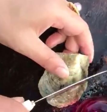 女子河边发现干瘪的小蚌壳,本想扔掉,可是切开后不淡定了休闲区蓝鸢梦想 - Www.slyday.coM 女子河边发现干瘪的小蚌壳,本想扔掉,可是切开后不淡定了休闲区蓝鸢梦想 - Www.slyday.coM