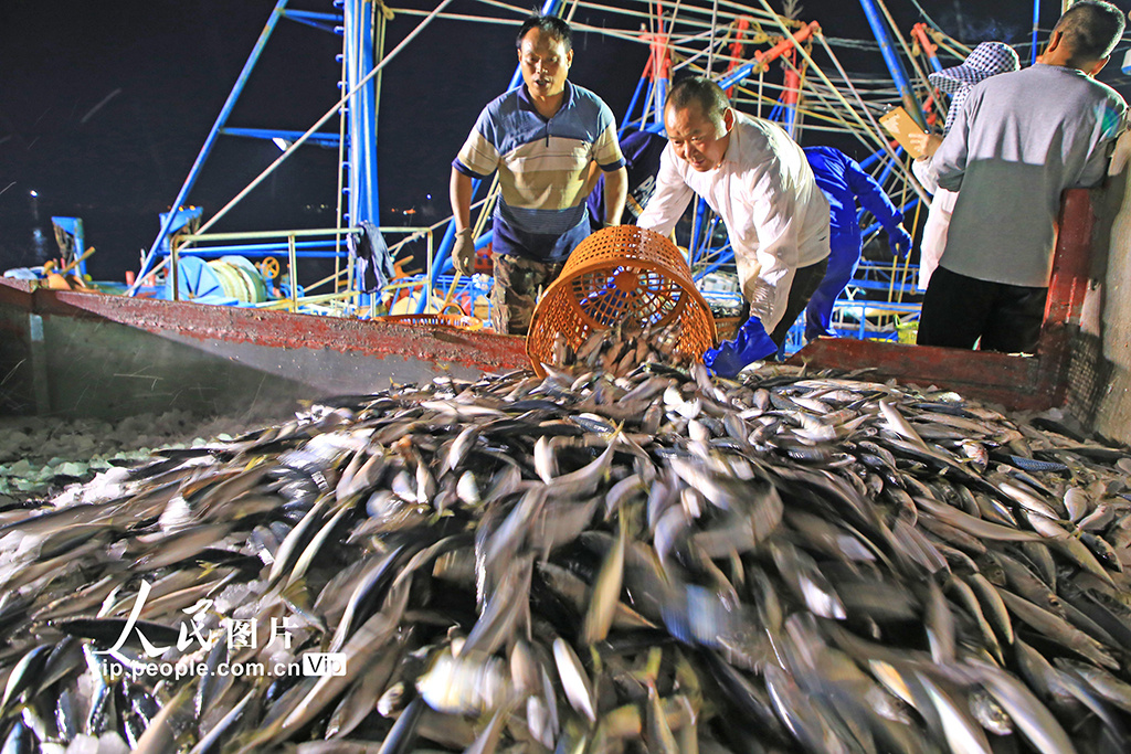 浙江玉环:渔汛丰收季 捕捞归来鱼满仓|浙江省|码头_新浪新闻