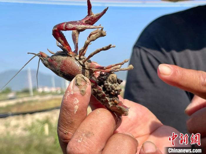 谢虎向记者展示已经抱卵的小龙虾. 黄译锐 摄