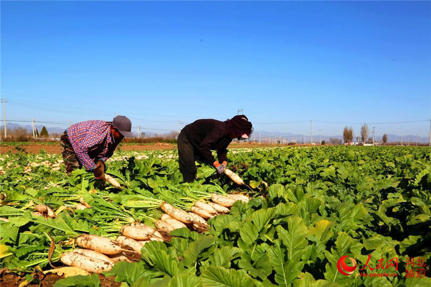 图片直击河北省定兴县白萝卜种成金疙瘩