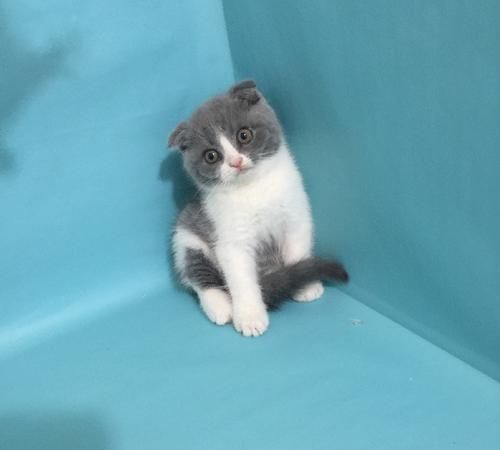 蓝白折耳猫最多能活多久蓝白折耳猫好养吗