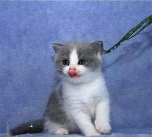 蓝白折耳猫最多能活多久蓝白折耳猫好养吗
