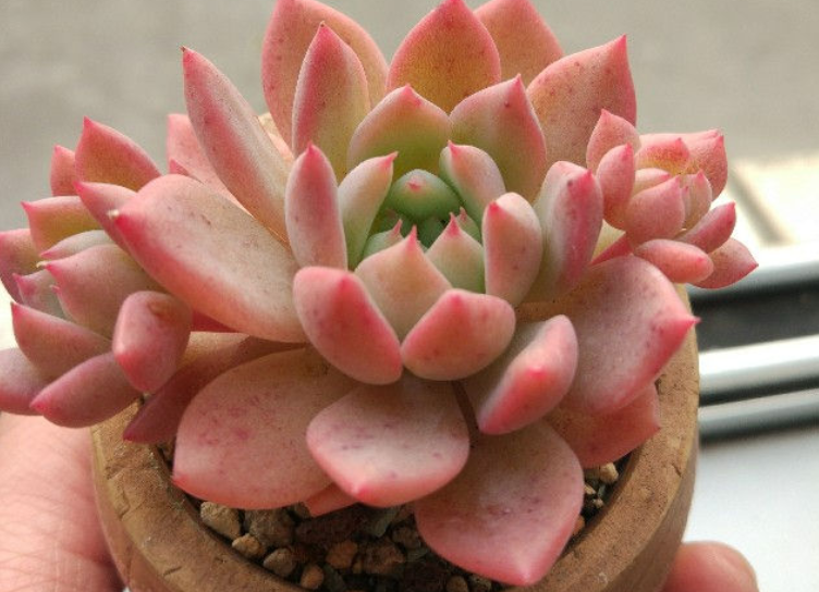 养多肉霜花盆栽多注意这些细节茎叶又绿又粉贼好看