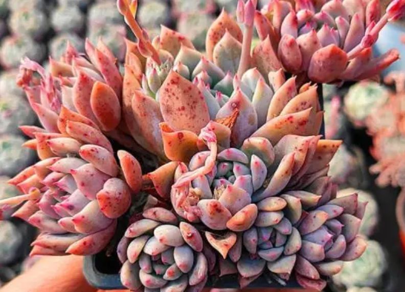 养多肉霜花盆栽多注意这些细节茎叶又绿又粉贼好看