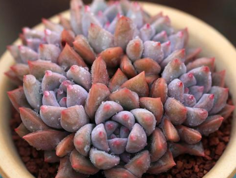 养多肉霜花盆栽多注意这些细节茎叶又绿又粉贼好看