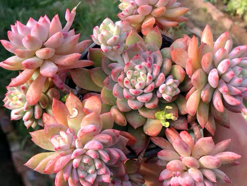 养多肉霜花盆栽多注意这些细节茎叶又绿又粉贼好看