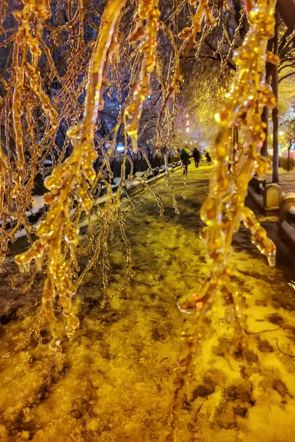 哈尔滨一场冻雨引发朋友圈晒图大战