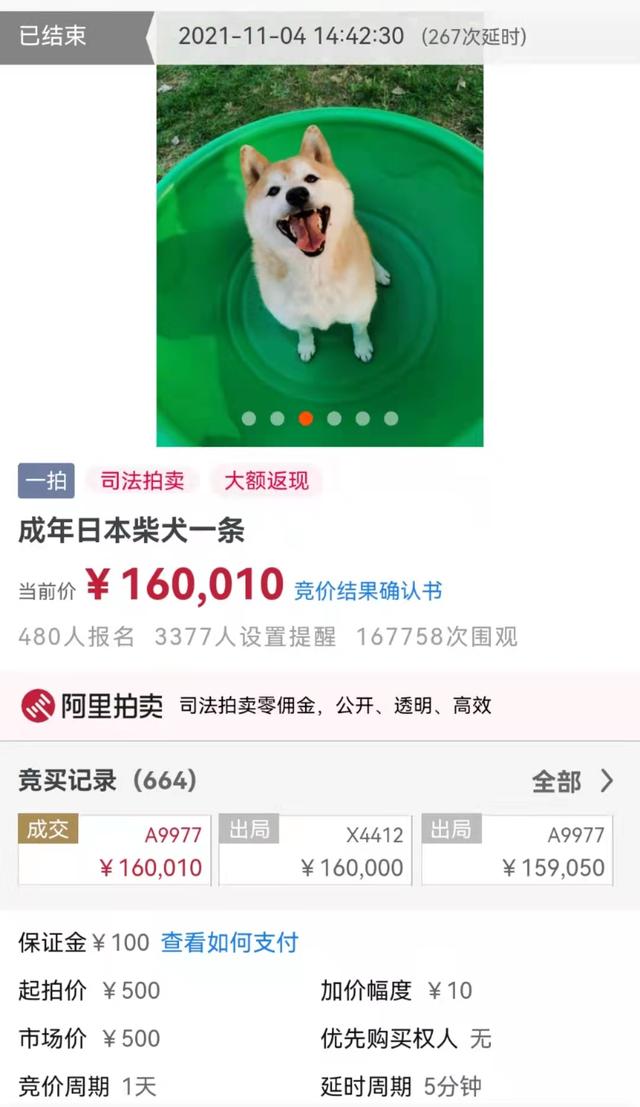网红柴犬 登登 法拍被以16万拍下 其主人此前多次拒接回 柴犬 新浪财经 新浪网