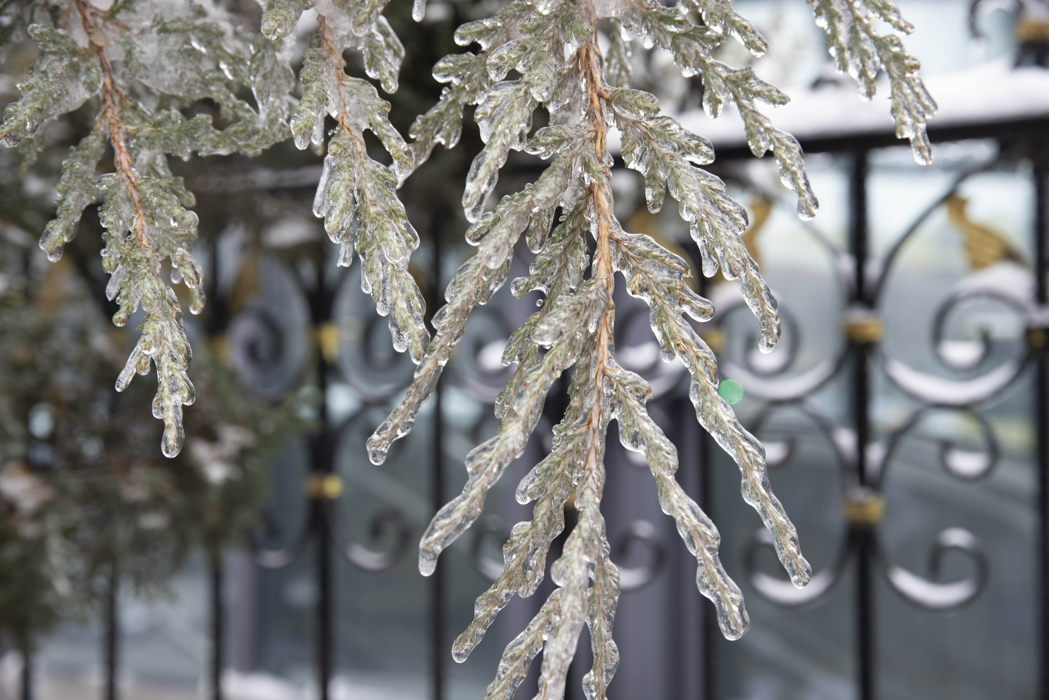 张涛 摄11月8日,哈尔滨市香坊区中山路上,一名市民观看结冰的植物